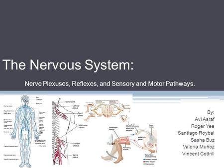 The Nervous System: Nerve Plexuses, Reflexes, and Sensory and Motor Pathways. By: Avi Asraf Roger Yee Santiago Roybal Sasha Buz Valeria Muňoz Vincent Cottrill.