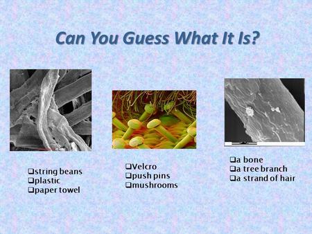 Can You Guess What It Is?  string beans  plastic  paper towel  Velcro  push pins  mushrooms  a bone  a tree branch  a strand of hair.