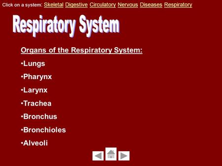 Organs of the Respiratory System: Lungs Pharynx Larynx Trachea Bronchus Bronchioles Alveoli Click on a system : Skeletal Digestive Circulatory Nervous.