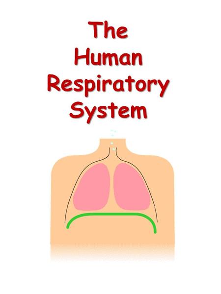 The Human Respiratory System. Respiratory System.
