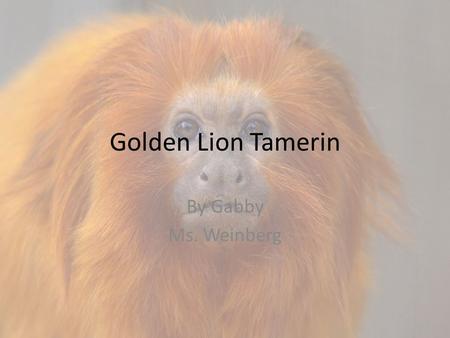 Golden Lion Tamerin By Gabby Ms. Weinberg. Golden Lion Tamirin.