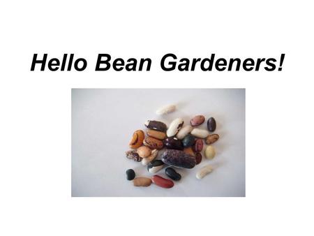 Hello Bean Gardeners!. Did you know that beans are one of the oldest cultivated plants on our planet? People have been farming beans for thousands of.