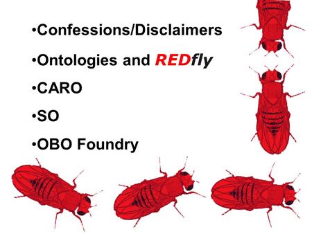 Confessions/Disclaimers Ontologies and REDfly CARO SO OBO Foundry.
