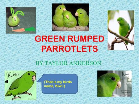 GREEN RUMPED PARROTLETS BY:TAYLOR ANDERSON (That is my birds name, Kiwi.)