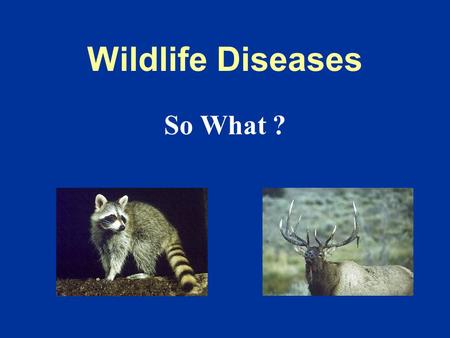 Wildlife Diseases So What ?. Human Health Domestic Animal — Wildlife Connection Foot and Mouth Disease Rinderpest.