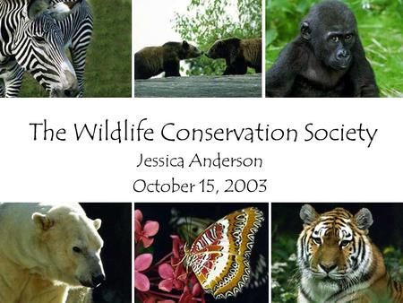 The Wildlife Conservation Society Jessica Anderson October 15, 2003.