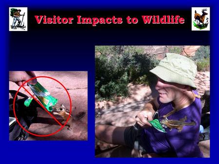 Visitor Impacts to Wildlife. Presentation Objectives 1. Review and illustrate visitor impacts to wildlife. 2. Review how education and low impact practices.