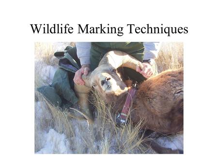 Wildlife Marking Techniques. Desirable marker characteristics are those that: 1.cause minimal pain or stress. 2.have no negative effects on survival or.