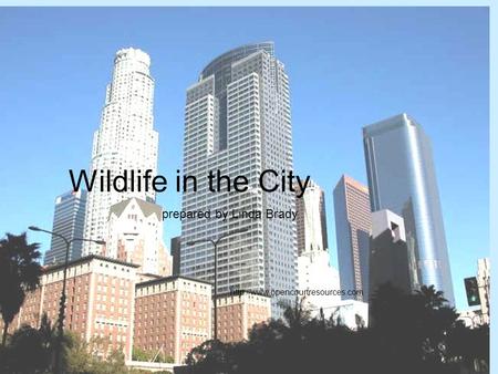 Wildlife in the City prepared by Linda Brady