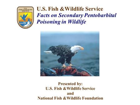 U.S. Fish &Wildlife Service Facts on Secondary Pentobarbital Poisoning in Wildlife Presented by: U.S. Fish &Wildlife Service and National Fish &Wildlife.