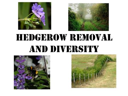 Hedgerow removal and Diversity. The problem In the 1940’s there were 805 000 kilometres of hedgerow across Britain. The removal of hedgerows was started.