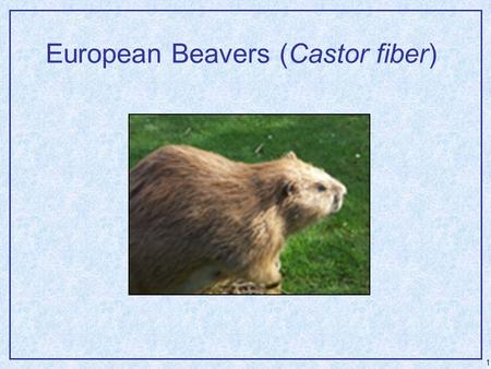 1 European Beavers (Castor fiber). 2 European Beavers  Often do not construct large dams – ability was largely lost during isolation in European sites.