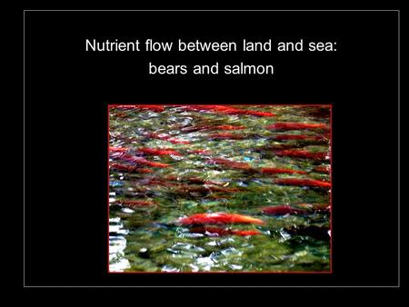 Nutrient flow between land and sea: bears and salmon.