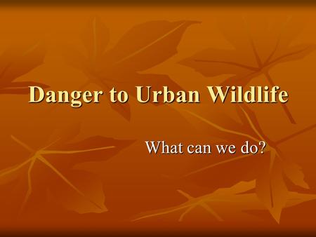 Danger to Urban Wildlife What can we do?. What are some problems for wild animals that live in urban areas? (sample responses) Loss of habitat Loss of.
