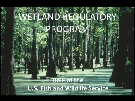 WETLAND REGULATORY PROGRAM Role of the U.S. Fish and Wildlife Service.