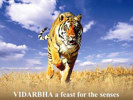 VIDARBHA a feast for the senses. The Region of Maharashtra with its vibrant life, rich historical background, ethnicity, biodiversity and mineral wealth.