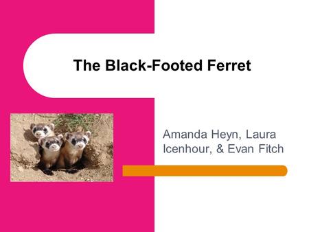 Amanda Heyn, Laura Icenhour, & Evan Fitch The Black-Footed Ferret.