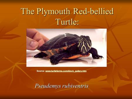 The Plymouth Red-bellied Turtle: Pseudemys rubiventris Source: www.turtlefarms.com/4inch_gallery.htmwww.turtlefarms.com/4inch_gallery.htm.