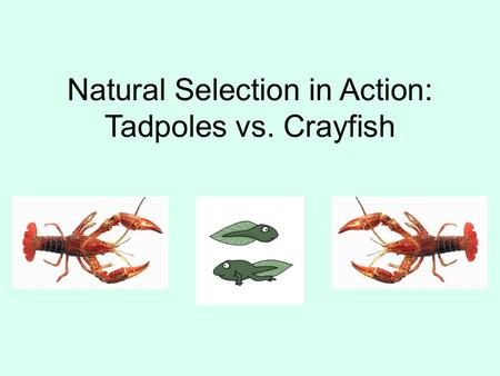 Natural Selection in Action: Tadpoles vs. Crayfish.