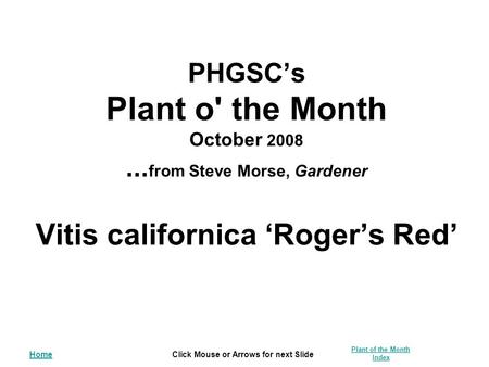 HomeClick Mouse or Arrows for next Slide Plant of the Month Index PHGSC’s Plant o' the Month October 2008... from Steve Morse, Gardener Vitis californica.