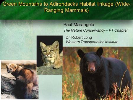 Green Mountains to Adirondacks Habitat linkage (Wide- Ranging Mammals) Paul Marangelo The Nature Conservancy – VT Chapter Dr. Robert Long Western Transportation.