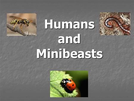 Humans and Minibeasts. Questions to think about... What effect does human behaviour have on mini beasts and their habitat? What effect does human behaviour.