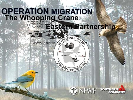 The Whooping Crane Eastern Partnership. Partnership Overview S ince 2001, Operation Migration has led 13 generations of Whooping cranes on their first.