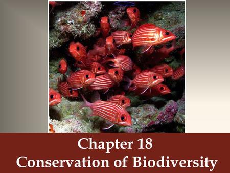 Chapter 18 Conservation of Biodiversity. Genetic Diversity Scientists want to conserve genetic diversity so that the species can survive environmental.