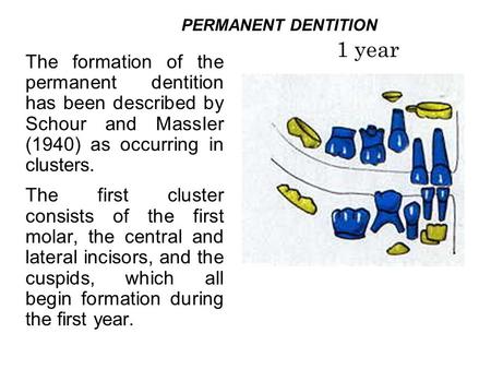 PERMANENT DENTITION 1 year