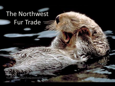 The Northwest Fur Trade. The Companies What were the four major fur trading companies that operated in the Pacific Northwest in the 1700s and 1800s? –