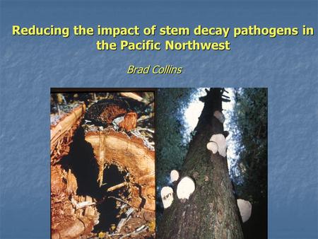 Reducing the impact of stem decay pathogens in the Pacific Northwest Brad Collins.