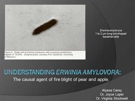The causal agent of fire blight of pear and apple. Alyssa Carey Dr. Joyce Loper Dr. Virginia Stockwell Erwinia amylovora 1 to 2 μm long rod-shaped bacterial.