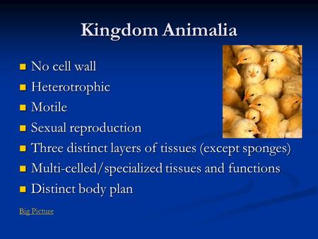 Kingdom Animalia No cell wall No cell wall Heterotrophic Heterotrophic Motile Motile Sexual reproduction Sexual reproduction Three distinct layers of tissues.