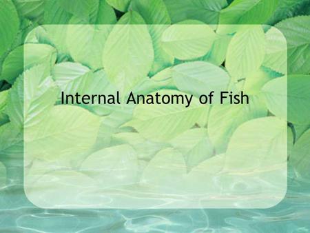 Internal Anatomy of Fish