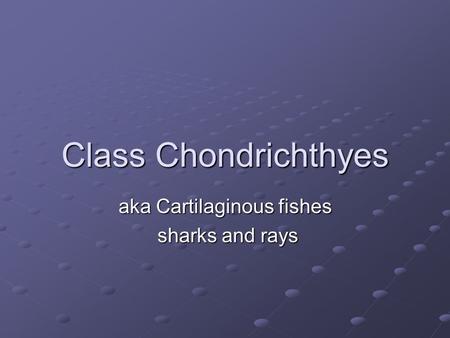 Class Chondrichthyes aka Cartilaginous fishes sharks and rays sharks and rays.