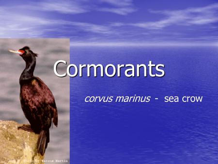 Cormorants corvus marinus - sea crow. Systematics Order - Pelecaniformes Order - Pelecaniformes –Suborder - Pelecani Family - Phalacrocoracidae Family.