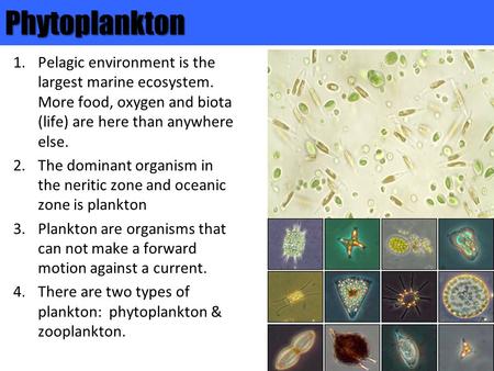Phytoplankton Pelagic environment is the largest marine ecosystem. More food, oxygen and biota (life) are here than anywhere else. The dominant organism.