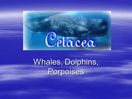 Whales, Dolphins, Porpoises Phylum Chordata, Class mammalia, Order Cetacea.