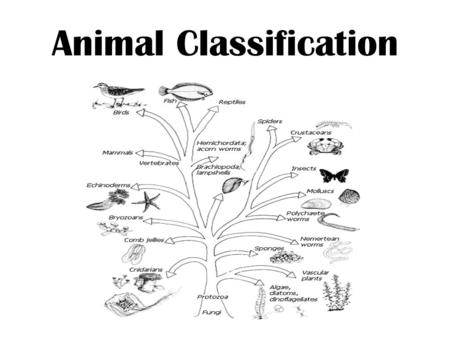 9 Phyla of the Animal Kingdom - ppt video online download