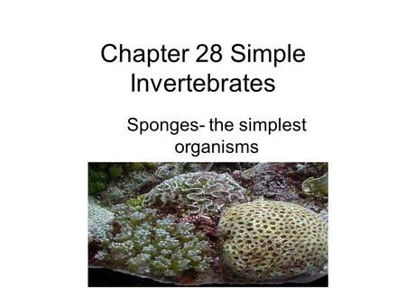 Chapter 28 Simple Invertebrates