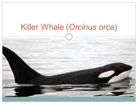Killer Whale (Orcinus orca). The Basics Belong to the oceanic dolphin family Found in all oceans Apex predators Matriarchal societies Imitate others,