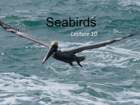 Seabirds Lecture 10.