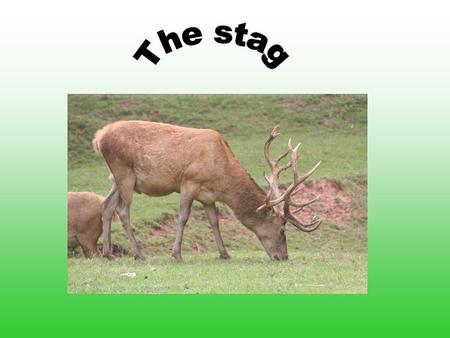 Systematic General Horns Reproduction Hind and dam Hind and dam Extremities Food Enemies Use and threat Use and threat The stags.