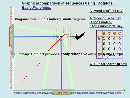 Graphical comparison of sequences using “Dotplots”. ACCTGCCCTGTCCAGCTTACATGCATGCTTATAGGGGCATTTTACAT ACCTGCCGATTCCATATTACGCATGCTTCTGGGTTACCGTTCAGGGCATTTTACATGTGCTG.