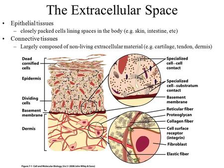 The Extracellular Space