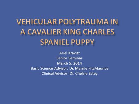 Vehicular Polytrauma in a Cavalier King Charles Spaniel Puppy