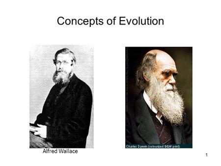 1 Concepts of Evolution Alfred Wallace. 2 Natural Selection through Sexual Reproduction From so simple a beginning, endless forms….