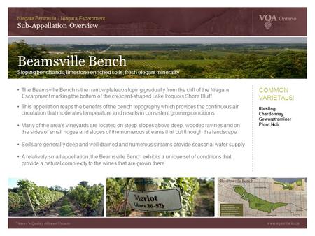 The Beamsville Bench is the narrow plateau sloping gradually from the cliff of the Niagara Escarpment marking the bottom of the crescent-shaped Lake Iroquois.