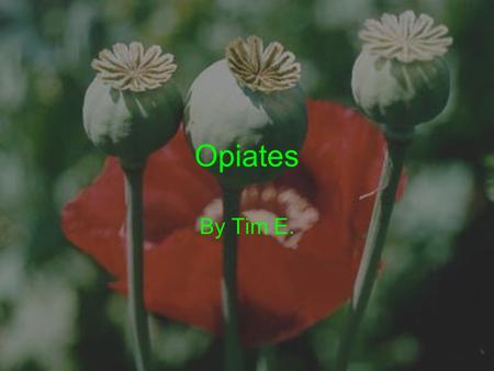 Opiates By Tim E.. 1.Opiates are derived from: A. Cannabis. B. Cocaine. C. Poppy flower heads. D. Poppy seeds.
