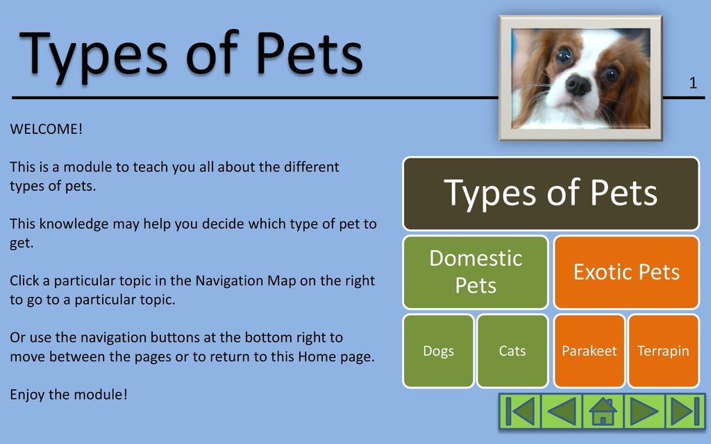 kinds of pets